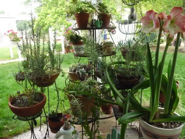 2010 SUCCULENTS AND GARDEN